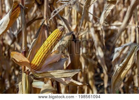Ripe yellow cob of sweet corn on a large field. Autumn collection corn crop.