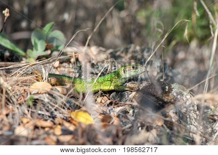 Small green lizard basking in the sun closeup.