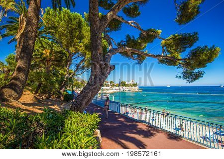 Beach Promenade In The Beaulieu-sur-mer Village With Palm Trees, Pine Trees And Azure Clear Water