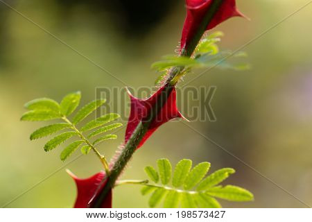 Spines of the chinese rose Rosa omeiensis.