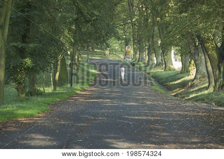 A woman walks a linden alley on a summer morning