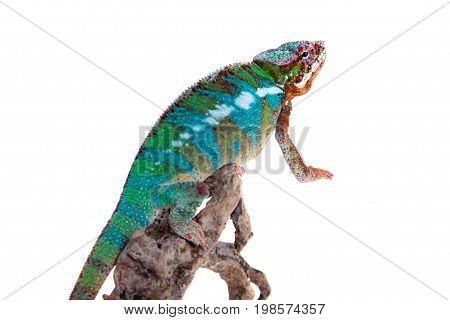 The panther chameleon, Furcifer pardalis isolated on white background