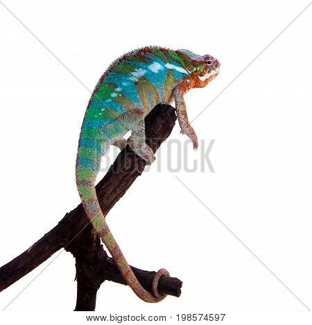 The panther chameleon, Furcifer pardalis isolated on white background