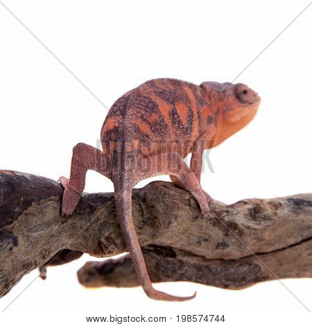 The panther chameleon, Furcifer pardalis isolated on white background