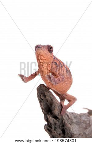 The panther chameleon, Furcifer pardalis isolated on white background