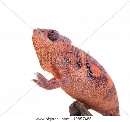 The panther chameleon, Furcifer pardalis isolated on white background