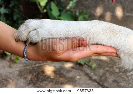 Handshake with a dog Girl holding her dog!s paw