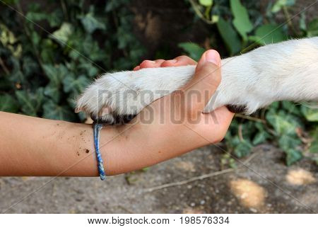 Handshake with a dog Girl holding her dog!s paw