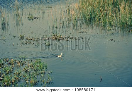 A bird swimming in the lake, Arica (Chile)