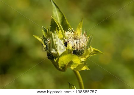 Flower of a Cabbage thistle Cirsium oleraceum.