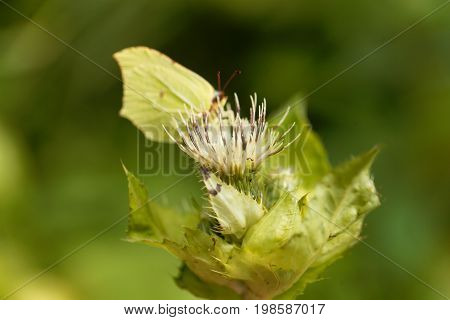 Flower of a Cabbage thistle Cirsium oleraceum.