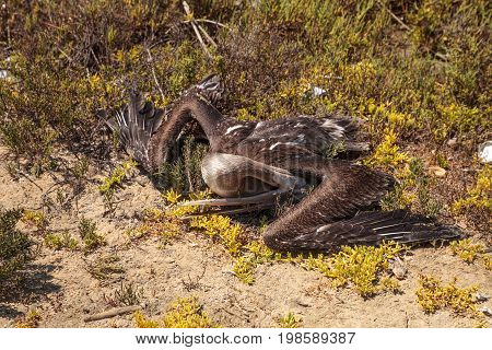 Dead California brown pelican Pelecanus occidentalis californicus at the Bolsa Chica wetlands in Huntington Beach California USA