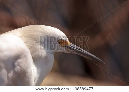 Great Egret Ardea Alba Hunts For Food In A Marsh In Bolsa Chica Wetlands