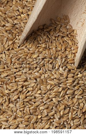  Einkorn wheat seeds on a wooden spoon