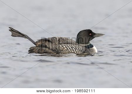 A Common Loon (Gavia immer) wags its leg in the air to help regulate its body temperature - Ontario Canada