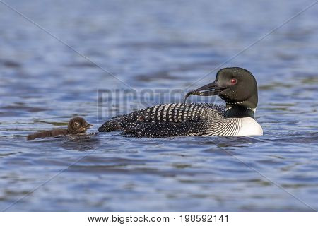 A Common Loon (Gavia immer) carries a freshly caught fish to its chick - Ontario Canada