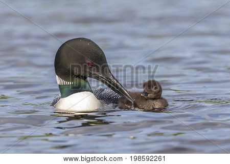 A Common Loon (Gavia immer) pulls its beak from the water as its chick looks on - Ontario Canada