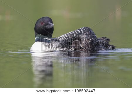 A week-old Common Loon chick (Gavia immer) seeks shelter under the protective wing of its mother - Ontario Canada