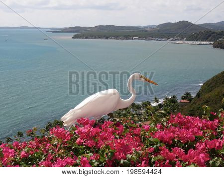 Spectacular Great White Heron/Egret on Bougainvillea on a cliff in Puerto Rico overlooking the ocean.