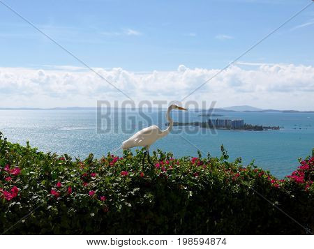 Great Egret/Great White Heron on Cliffside in Puerto Rico.