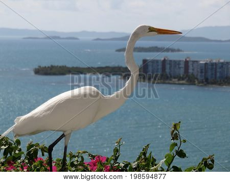 Great Egret/Great White Heron on top of Bougainvillea on Cliff in Puerto Rico.