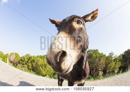 funny donkey looking at the camera, Cyprus, Karpaz National Park Wild Donkey Protection Area