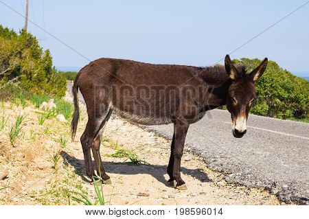funny donkey looking at the camera, Cyprus, Karpaz National Park Wild Donkey Protection Area