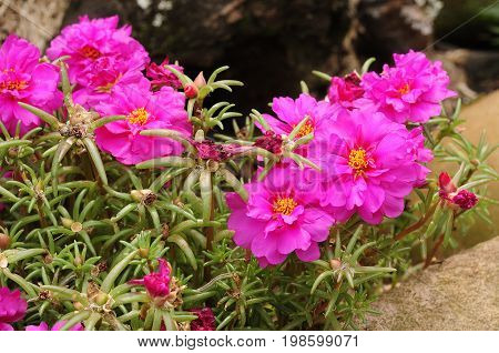 Colorful Pink vygies  growing in a garden