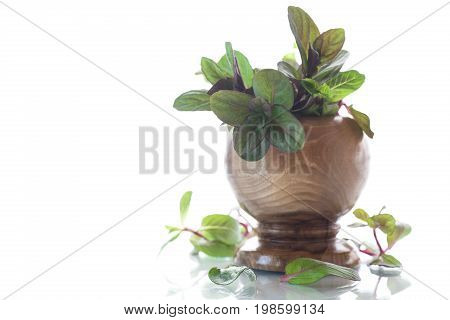 A bunch of fresh spring mint in a wooden vase on a white background