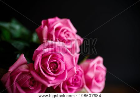 Beautiful Pink Rose