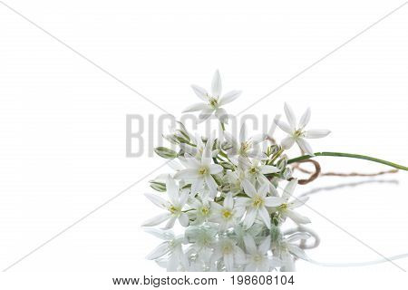 Ornithogalum umbellatum .Beautiful white flowers on a white background