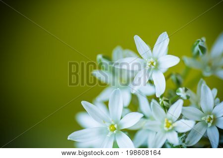 Ornithogalum umbellatum .Beautiful white flowers on a green background