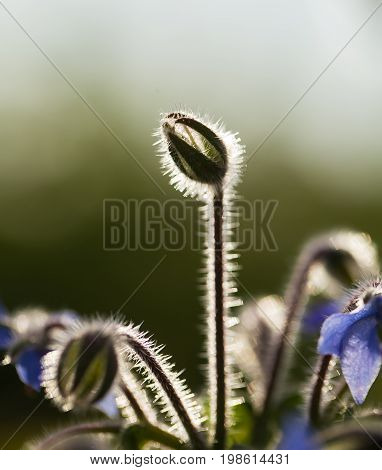 Beautiful starflower buds and flowers in the evening sun. Vibrant summer scenery of a garden.