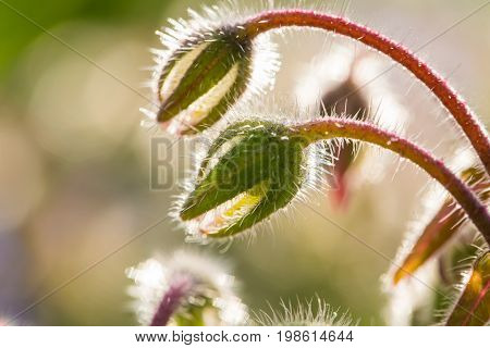 Beautiful starflower buds and flowers in the evening sun. Vibrant summer scenery of a garden.