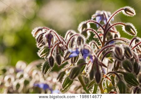 Beautiful starflower buds and flowers in the evening sun. Vibrant summer scenery of a garden.