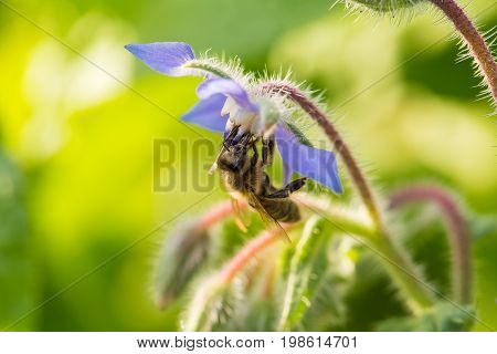 Beautiful starflower buds and flowers in the evening sun. Vibrant summer scenery of a garden.
