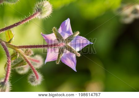 Beautiful starflower buds and flowers in the evening sun. Vibrant summer scenery of a garden.