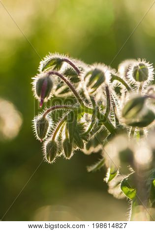 Beautiful starflower buds and flowers in the evening sun. Vibrant summer scenery of a garden.