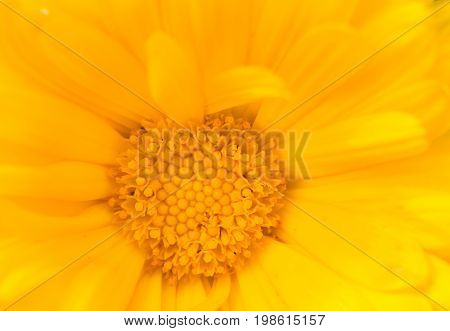A beautiful bright calendula from tom. English marigold close-up. Shallow depth of field photo.