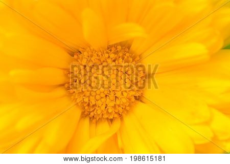 A beautiful bright calendula from tom. English marigold close-up. Shallow depth of field photo.