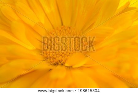 A beautiful bright calendula from tom. English marigold close-up. Shallow depth of field photo.