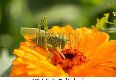 A beautiful green grasshopper sitting on a calendula. Insect resting on a flower. English marigold closeup. Shallow depth of field photo.