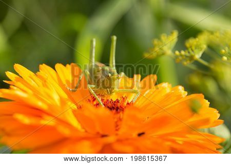A beautiful green grasshopper sitting on a calendula. Insect resting on a flower. English marigold closeup. Shallow depth of field photo.