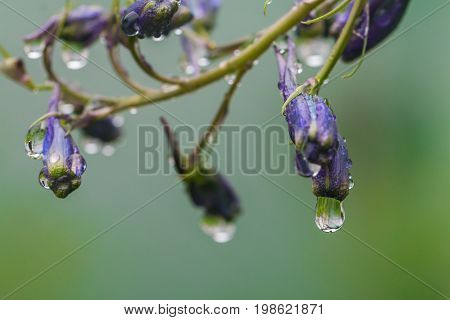 Larkspur purple flowers, Delphinium elatum with water drops after rain in a garden, close up
