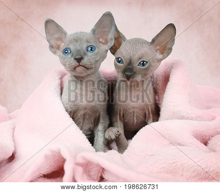 Portrait of two Don Sphinx kitties (one month old) covered by a white blanket