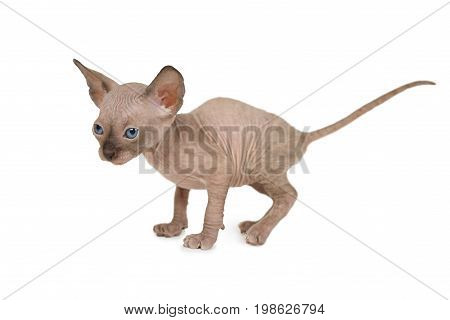 One month old purebred Don Sphinx kitty cat isolated on white background