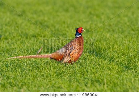 ภาพเหมือนของไก่ฟ้าสีที่ชาย (phasanius colchius)