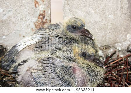 Dove Nestling In A Nest Of Branches. The Two
