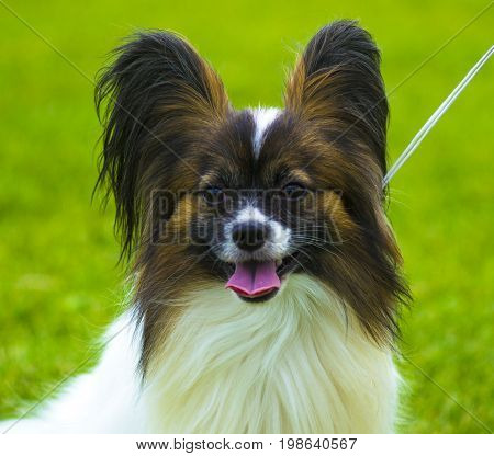 Close-up portrait of a papillon. A small white and red papillon dog. Sweet papillon puppy. Papillon