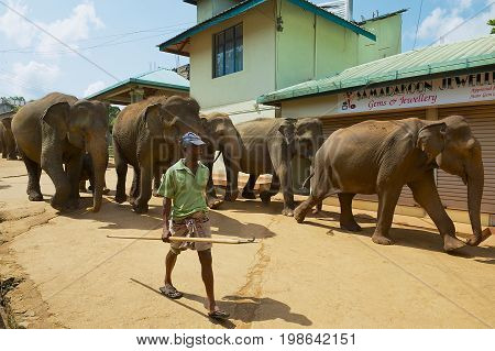 PINNAWALA, SRI LANKA - MAY 18, 2011: Unidentified man walks elephants by the street. Pinnawala in Sri Lanka is famous for Elephant Orphanage.